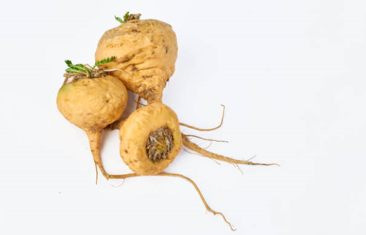 Maca: The Ancient Root for Modern Wellness